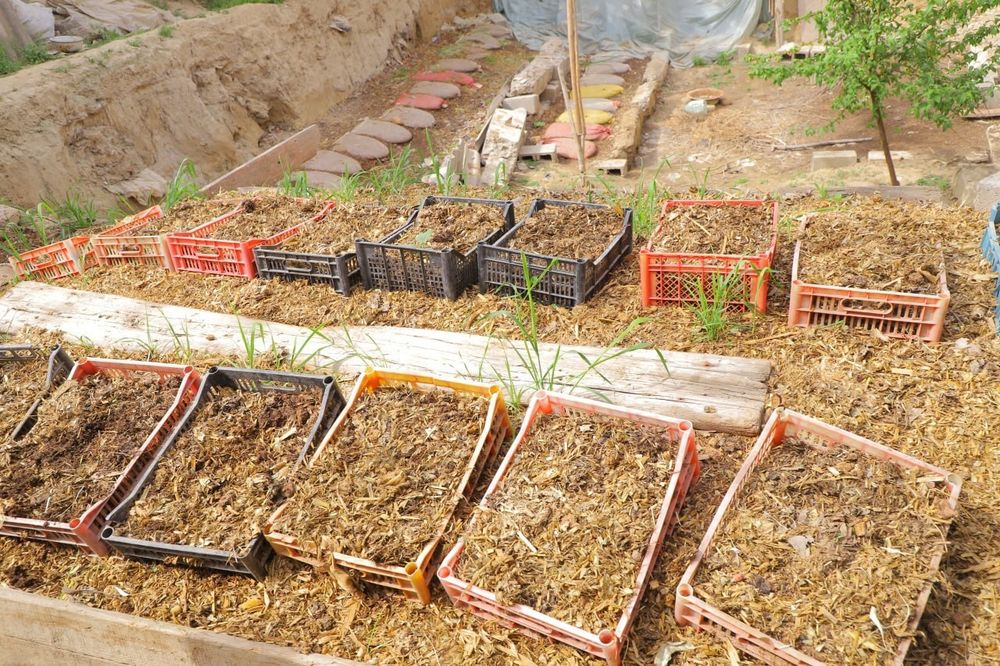 Биогомус био кулътура чиринди