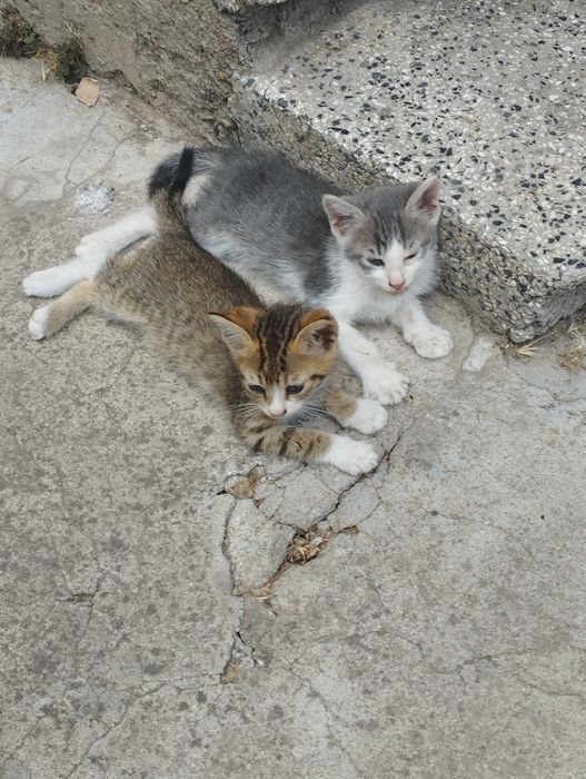 Търся дом за 4 малки котенца