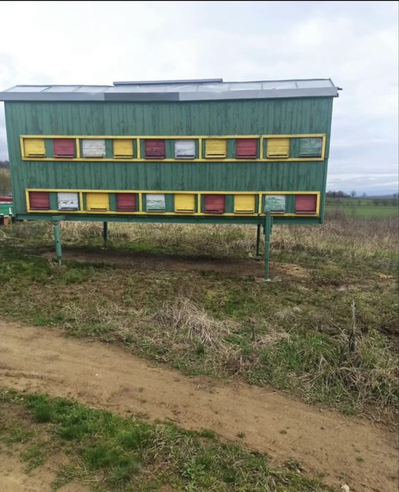 Vand pavilion apicol