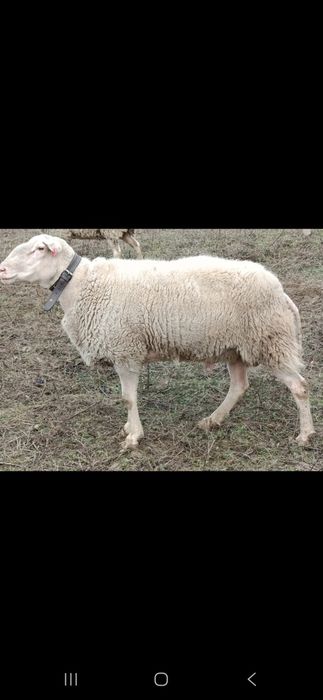 Vand berbec friz german