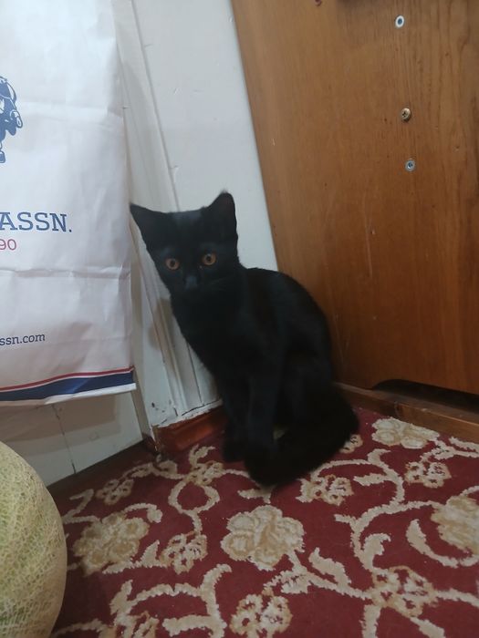 котёнок, девочка