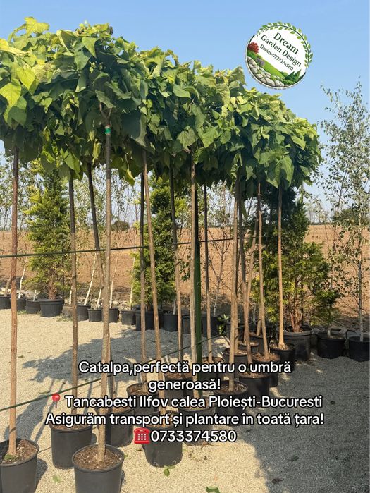 Vand plante ornamentale de calitate extra