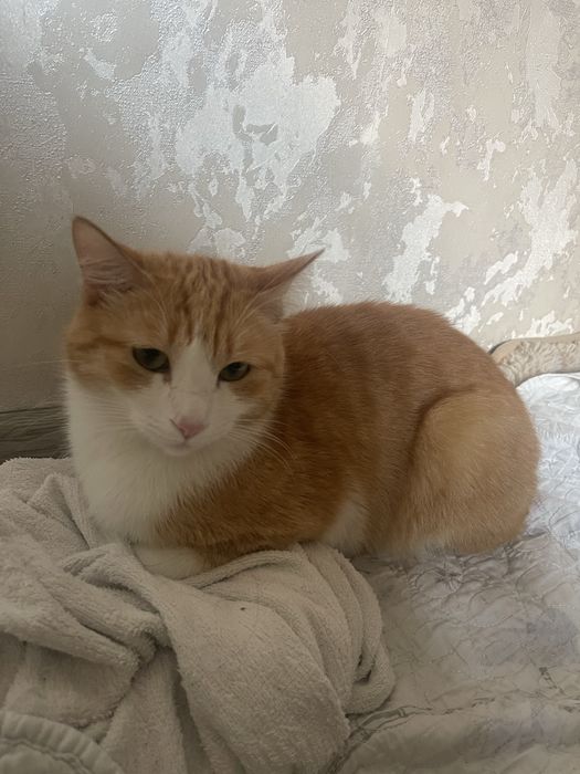 Отдам даром ласковый , домашний , стерилизованный кот