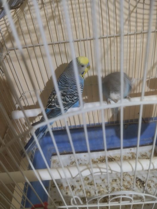 Papugay sotiladi 1 para