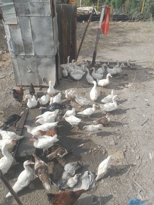 Продам уток Башкирия