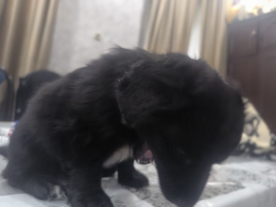 Щенок  в добрые руки