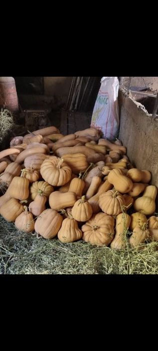 Продоется  тыква