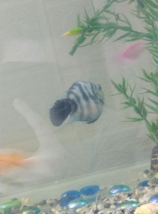 Продаю рыбку попугай