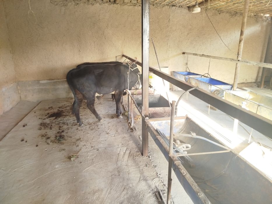 Jizzax viloyati Sharof Rashidov tumani Qangli Mahallasi