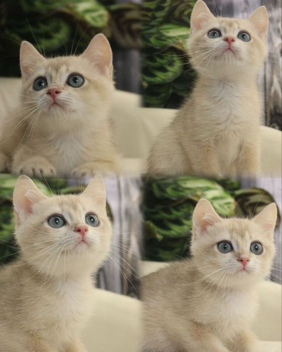 Британские мальчики