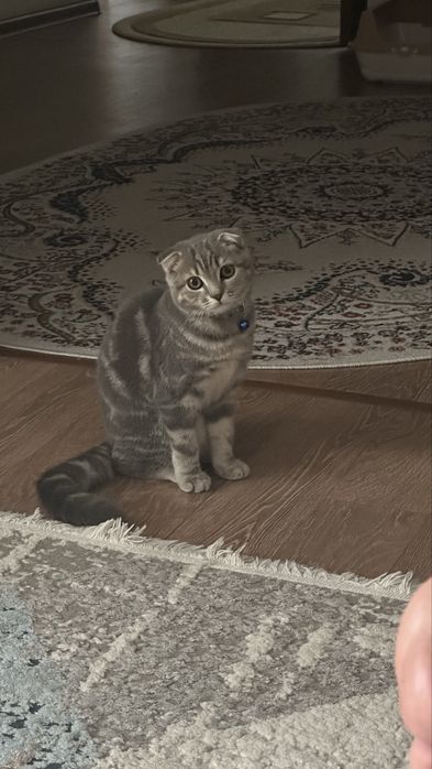 Котенок шотландская вислоухая