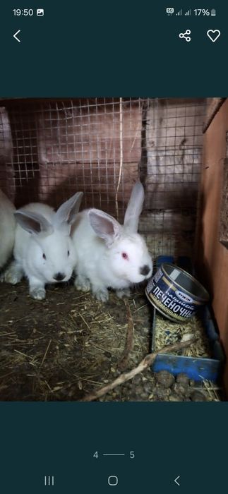 Продам домашних кроликов