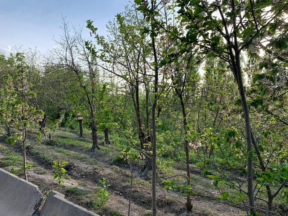 Yangi Chek sotiladi pul zarur arzonga bervoriladi