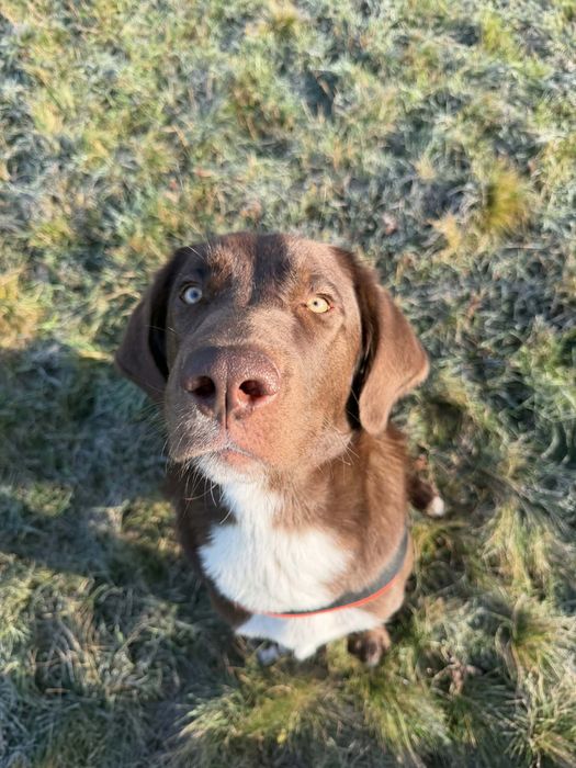 10 месечно уникално кученце