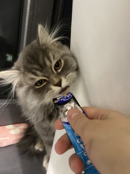 Haylnd strayt mushuk bolasi