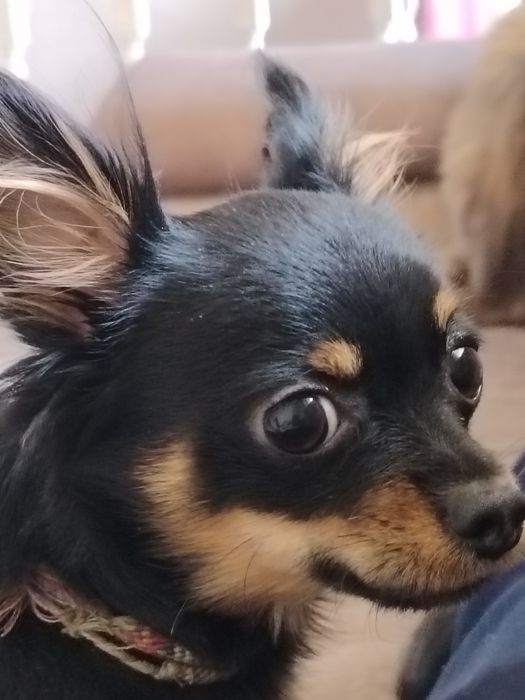 Кабель для вязки (русский той)