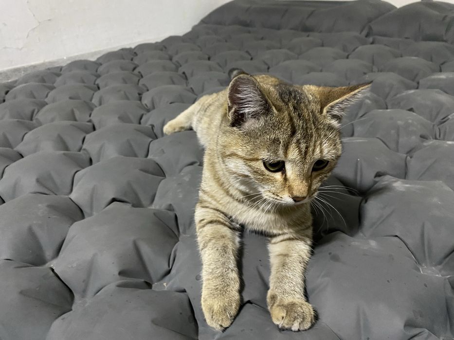 Дарю котенка с приданым