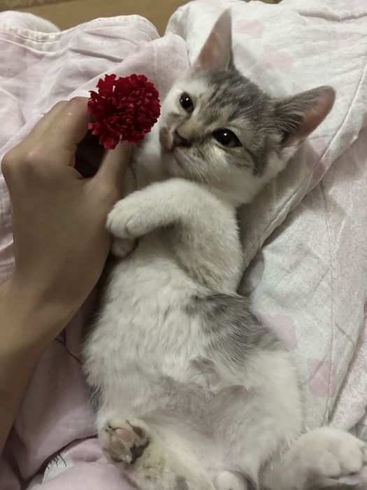 в добрые руки котенка
