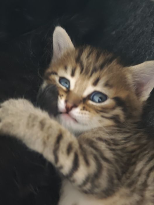 Отдам котят в добрые руки