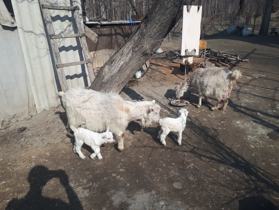 Sog‘lom echki ikkisiyam