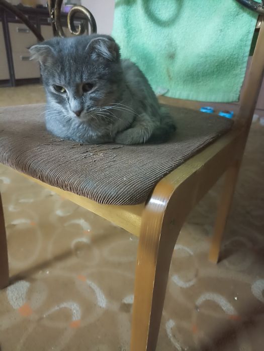 Отдам котят в хорошие руки