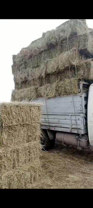 Продам сено тюк  !