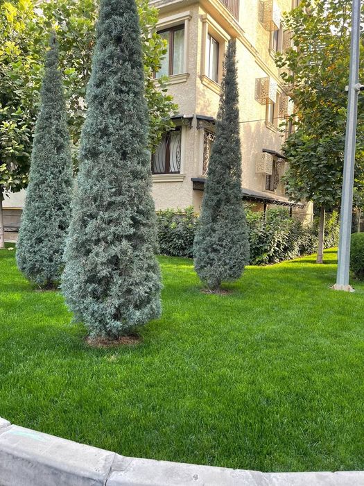 Gazon palif tomchilab suĝorish daraxt ekish