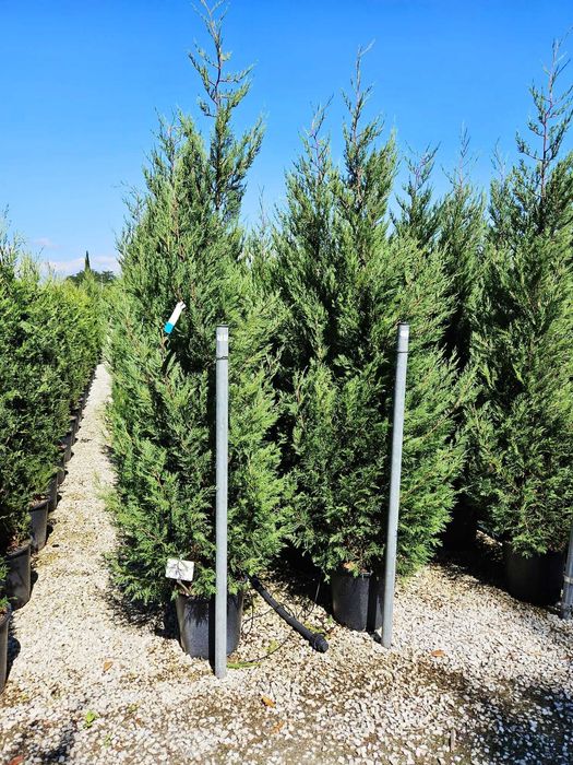 Cupressocyparis Leylandi Vesnic Verde pentru Alei