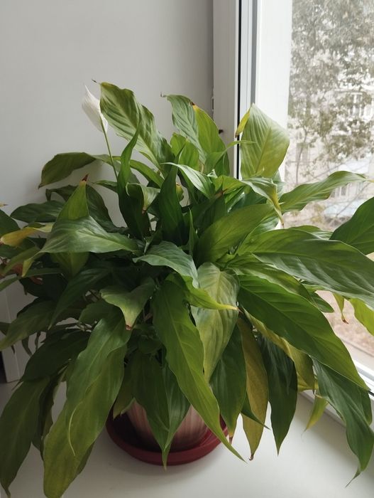 Продам спатифиллум (женское счастье)