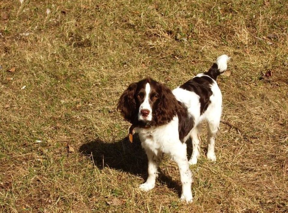 Щенок Русский Охотничий Спаниель