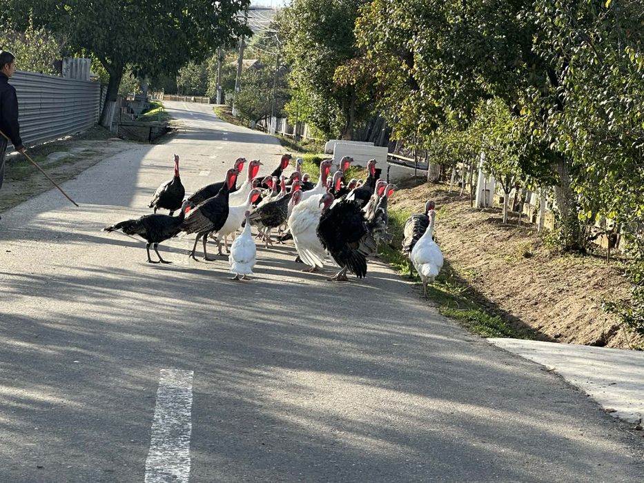 Vând curci și curcani
