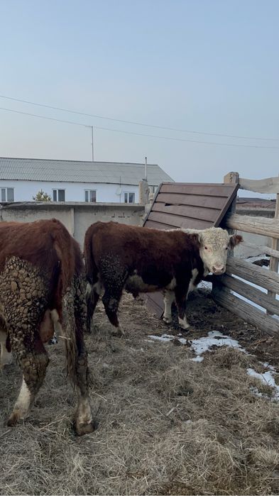 Бұқалыкқа 1,5 жас Акбас бұқа