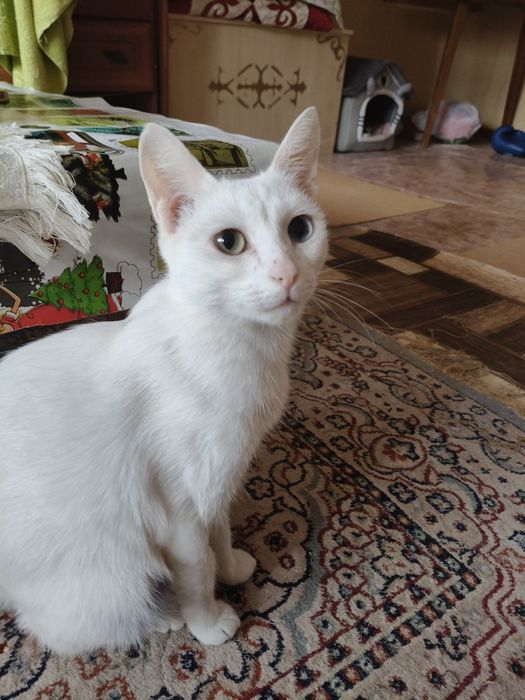 Отдам в добрые руки