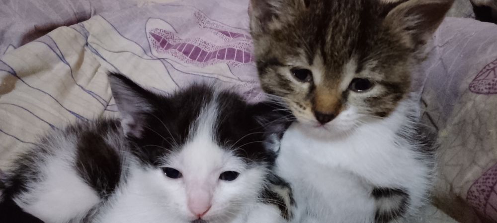 Мушиклар хадияга