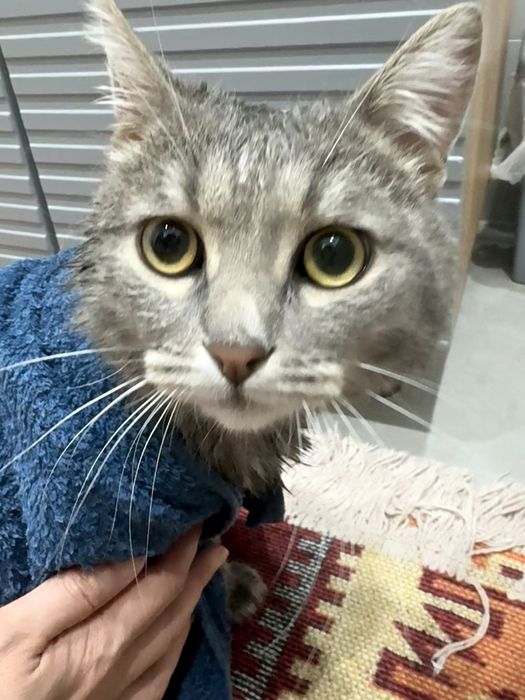 Ищем для котика новую семью