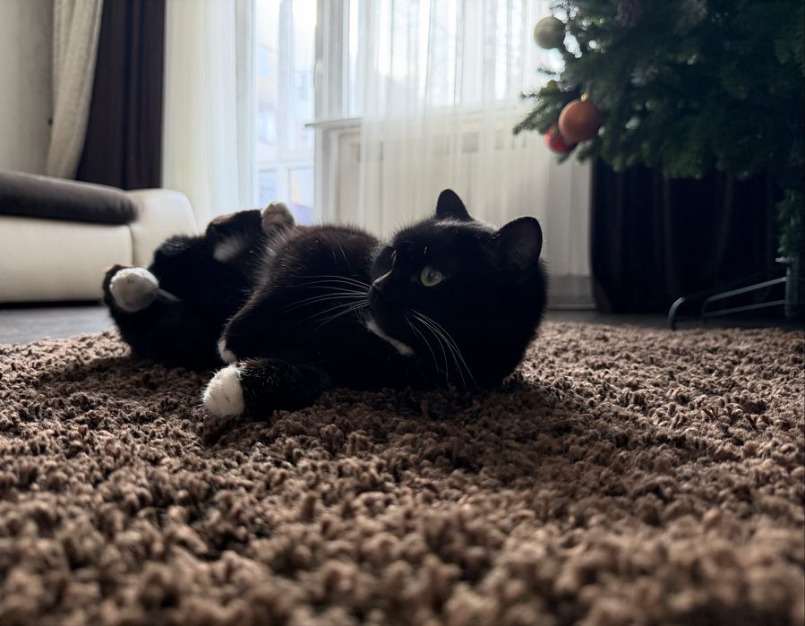 Дарю кошечку.