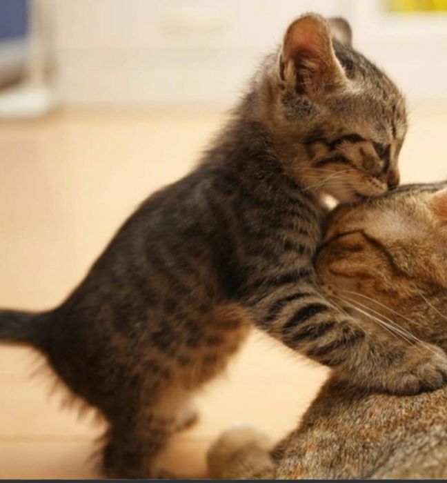 Ласковые,добрые игривые котята