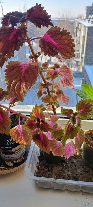 Цветы разные,каждый по 500