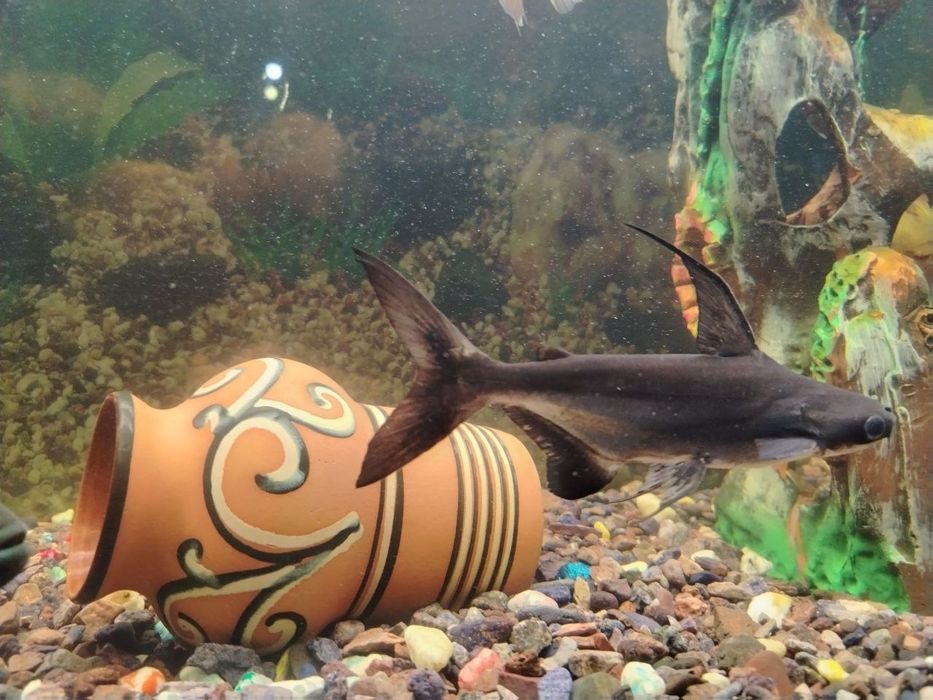 Хишник акула сотилади