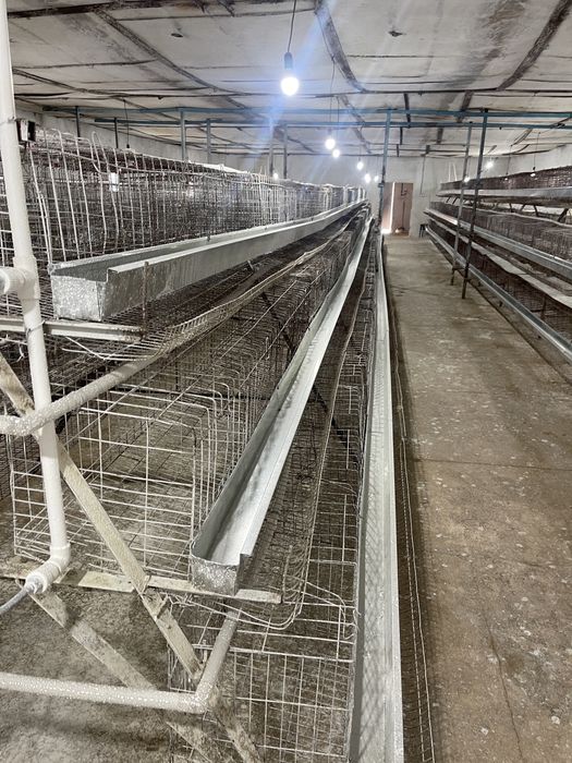 tovuq katak qafas tuxum kletka