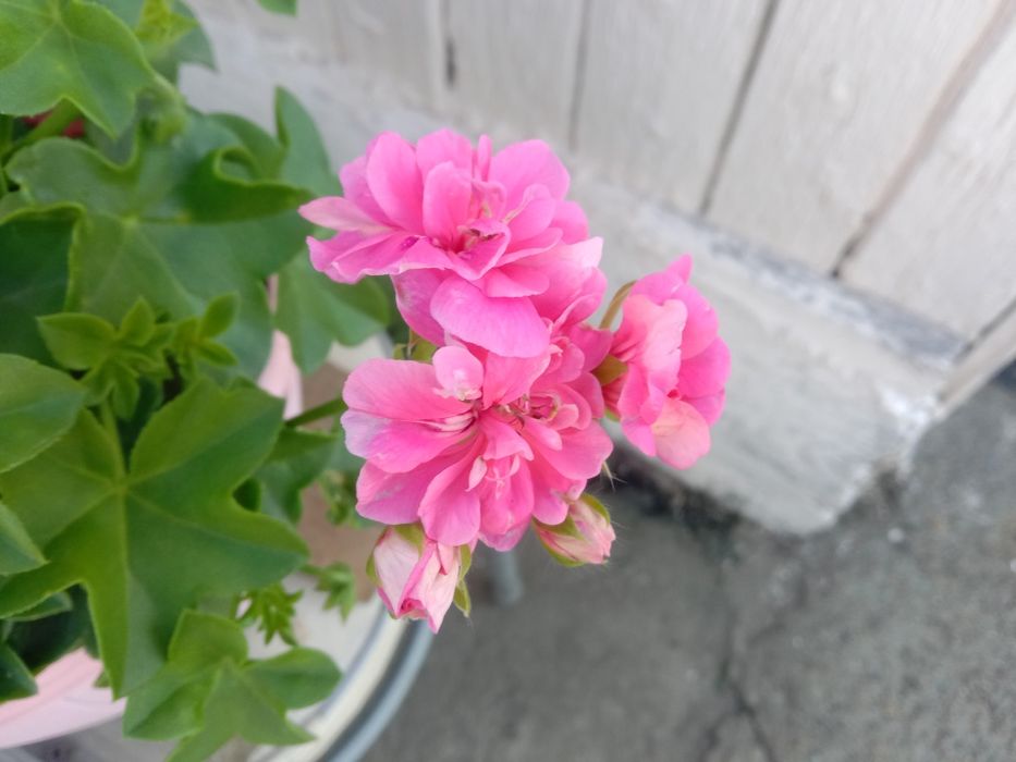 Черенки сортовых Пеларгоний