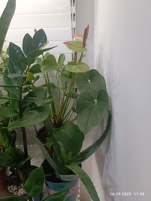 Продам комнатные цветы