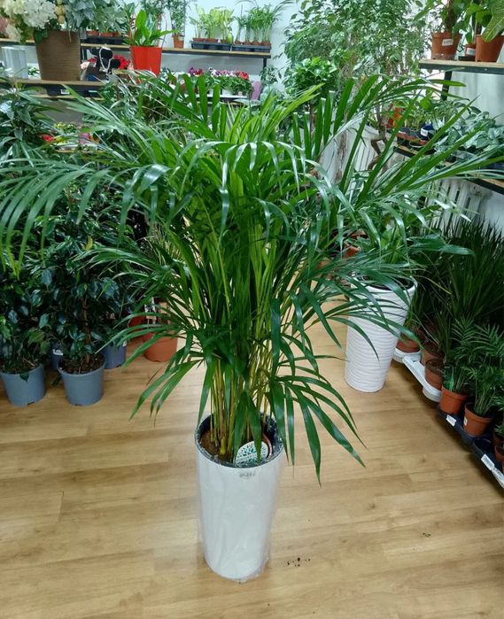 Пышный Дипсис Пальма