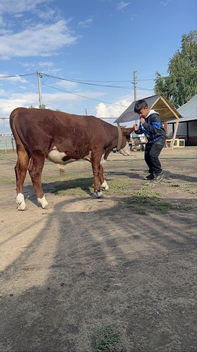 СРОЧНО Продам бычка 4 мес 280 тыс