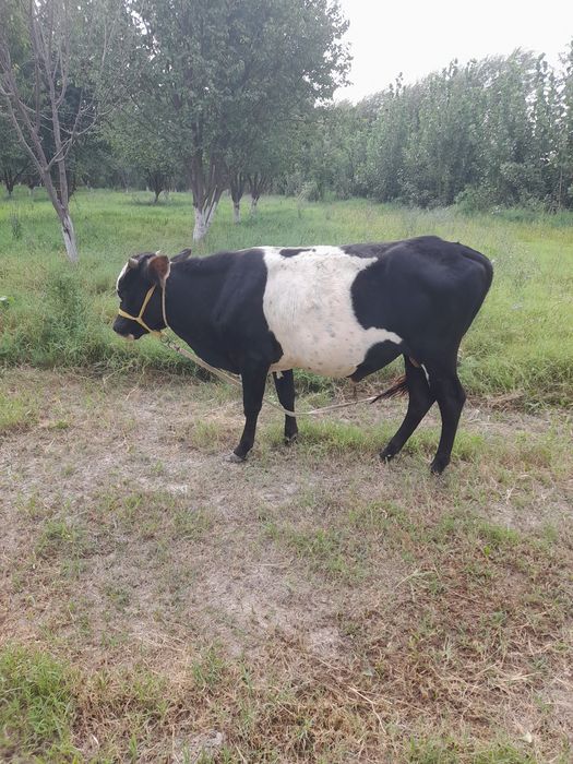 Xo'kiz va gunojilar sotiladi