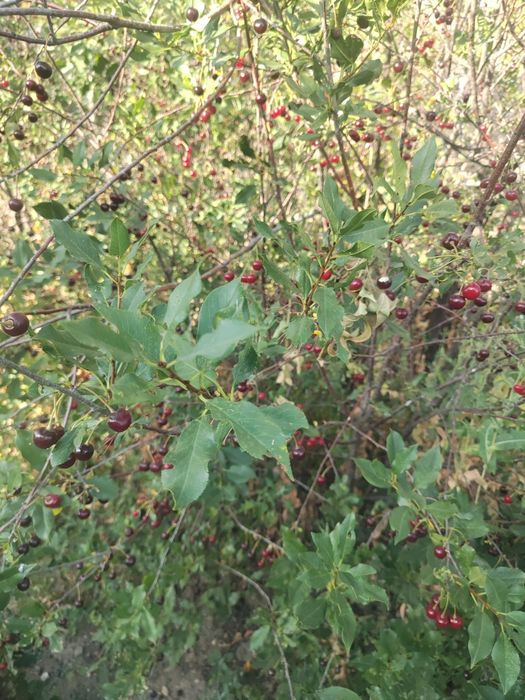 Продам дом в Гагаринское