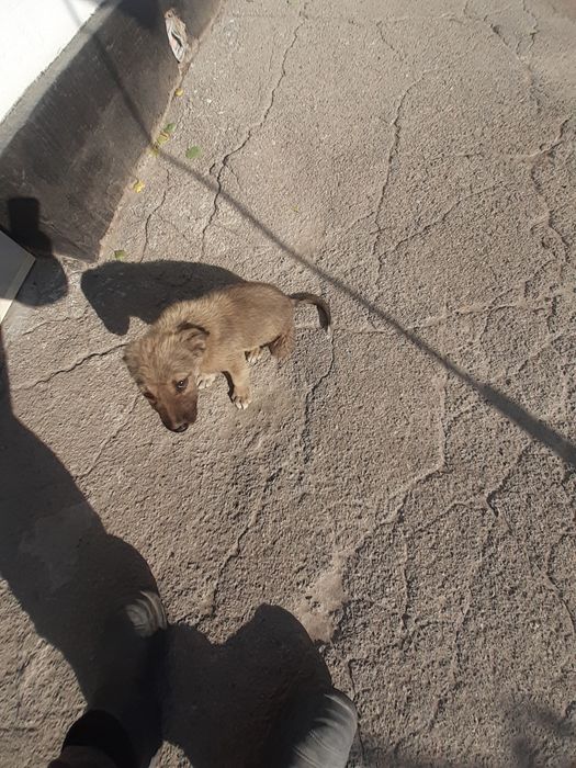 Отдам щенка в добрые руки