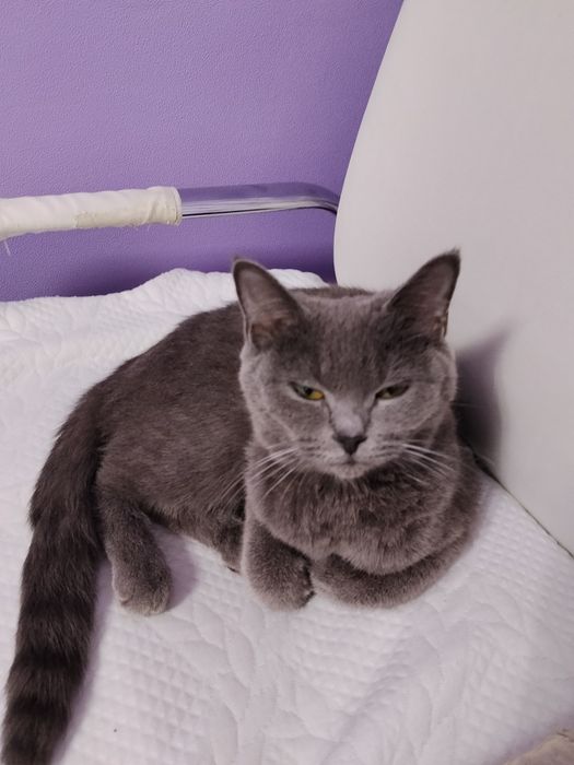 Нашли кошку британку