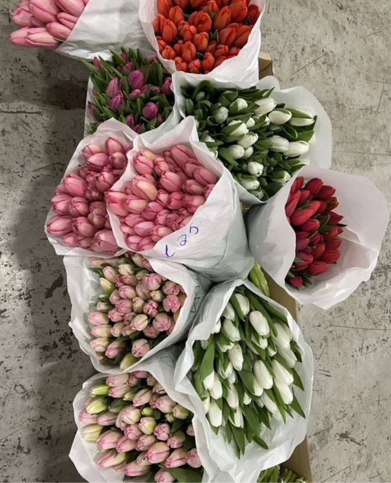 Тюльпаны пионовидные