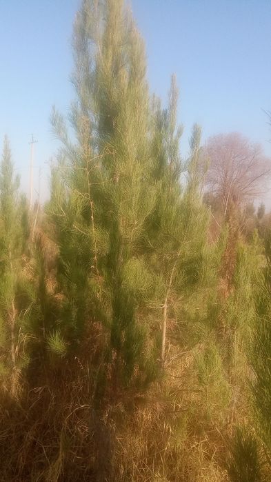 galiboy gepars.3mt  sasna koʻchat i3mt  . majvinik archa lar Qrim sasn